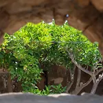 Dammusi Rekale * Scauri (Sicily)